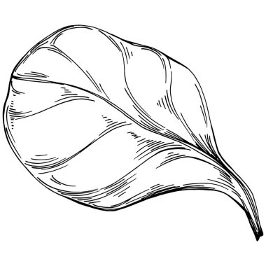 Ispanak taşıyıcı bitkiyi yapraklarla izole etti. Bitki oymalı stil illüstrasyon. Detaylı organik ürün çizimi. Tasarım logosu, menü, etiket, simge, pul için en iyisi..