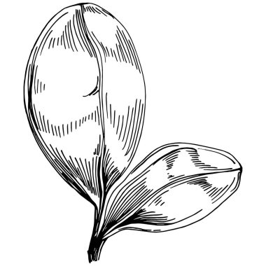 Ispanak taşıyıcı bitkiyi yapraklarla izole etti. Bitki oymalı stil illüstrasyon. Detaylı organik ürün çizimi. Tasarım logosu, menü, etiket, simge, pul için en iyisi..