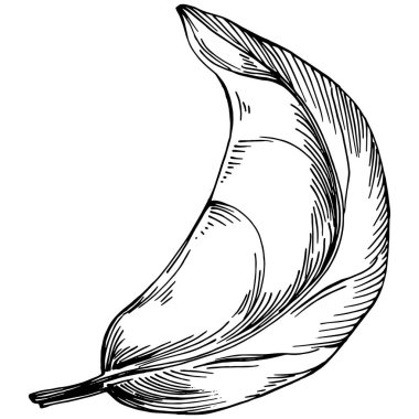 Ispanak taşıyıcı bitkiyi yapraklarla izole etti. Bitki oymalı stil illüstrasyon. Detaylı organik ürün çizimi. Tasarım logosu, menü, etiket, simge, pul için en iyisi..