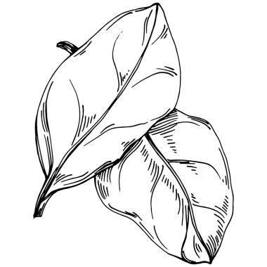 Ispanak taşıyıcı bitkiyi yapraklarla izole etti. Bitki oymalı stil illüstrasyon. Detaylı organik ürün çizimi. Tasarım logosu, menü, etiket, simge, pul için en iyisi..