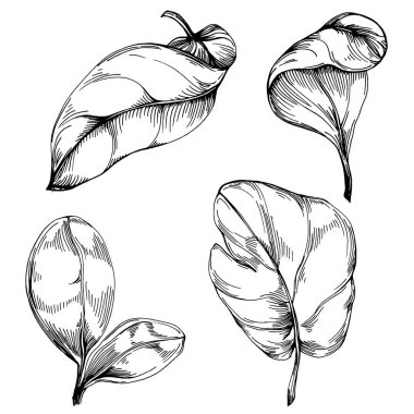 Ispanak taşıyıcı bitkiyi yapraklarla izole etti. Bitki oymalı stil illüstrasyon. Detaylı organik ürün çizimi. Tasarım logosu, menü, etiket, simge, pul için en iyisi..