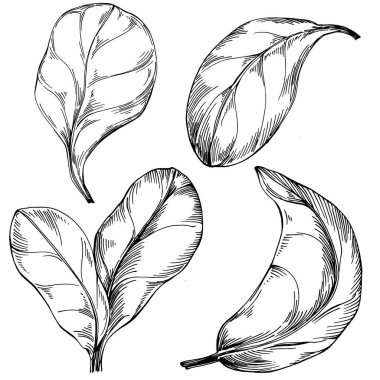 Ispanak taşıyıcı bitkiyi yapraklarla izole etti. Bitki oymalı stil illüstrasyon. Detaylı organik ürün çizimi. Tasarım logosu, menü, etiket, simge, pul için en iyisi..