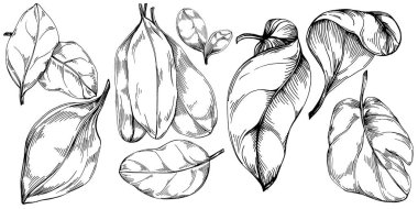 Ispanak taşıyıcı bitkiyi yapraklarla izole etti. Bitki oymalı stil illüstrasyon. Detaylı organik ürün çizimi. Tasarım logosu, menü, etiket, simge, pul için en iyisi..