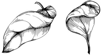 Ispanak taşıyıcı bitkiyi yapraklarla izole etti. Bitki oymalı stil illüstrasyon. Detaylı organik ürün çizimi. Tasarım logosu, menü, etiket, simge, pul için en iyisi..