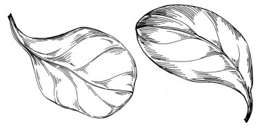 Ispanak taşıyıcı bitkiyi yapraklarla izole etti. Bitki oymalı stil illüstrasyon. Detaylı organik ürün çizimi. Tasarım logosu, menü, etiket, simge, pul için en iyisi..