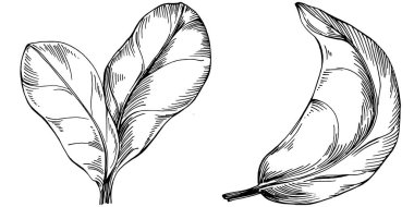 Ispanak taşıyıcı bitkiyi yapraklarla izole etti. Bitki oymalı stil illüstrasyon. Detaylı organik ürün çizimi. Tasarım logosu, menü, etiket, simge, pul için en iyisi..