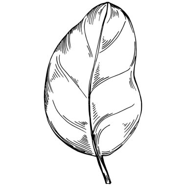 Ispanak taşıyıcı bitkiyi yapraklarla izole etti. Bitki oymalı stil illüstrasyon. Detaylı organik ürün çizimi. Tasarım logosu, menü, etiket, simge, pul için en iyisi..