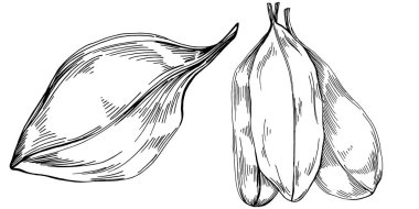 Ispanak taşıyıcı bitkiyi yapraklarla izole etti. Bitki oymalı stil illüstrasyon. Detaylı organik ürün çizimi. Tasarım logosu, menü, etiket, simge, pul için en iyisi..