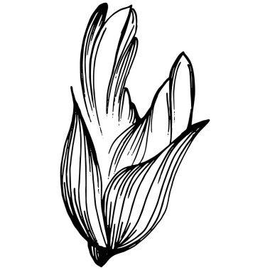 Adaçayı taşıyıcı bitkiyi yapraklarla izole etti. Bitki oymalı stil illüstrasyon. Detaylı organik ürün çizimi. Tasarım logosu, menü, etiket, simge, pul için en iyisi..