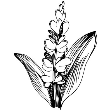 Adaçayı taşıyıcı bitkiyi yapraklarla izole etti. Bitki oymalı stil illüstrasyon. Detaylı organik ürün çizimi. Tasarım logosu, menü, etiket, simge, pul için en iyisi..