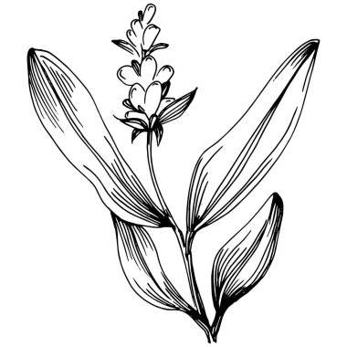 Adaçayı taşıyıcı bitkiyi yapraklarla izole etti. Bitki oymalı stil illüstrasyon. Detaylı organik ürün çizimi. Tasarım logosu, menü, etiket, simge, pul için en iyisi..