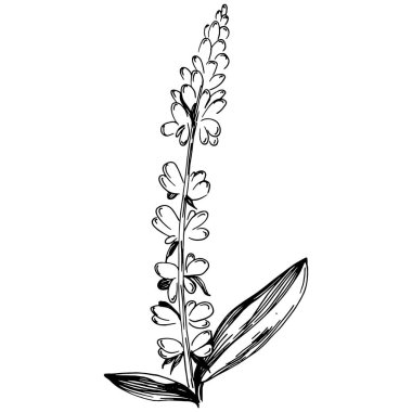 Adaçayı taşıyıcı bitkiyi yapraklarla izole etti. Bitki oymalı stil illüstrasyon. Detaylı organik ürün çizimi. Tasarım logosu, menü, etiket, simge, pul için en iyisi..