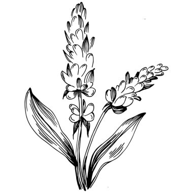 Adaçayı taşıyıcı bitkiyi yapraklarla izole etti. Bitki oymalı stil illüstrasyon. Detaylı organik ürün çizimi. Tasarım logosu, menü, etiket, simge, pul için en iyisi..