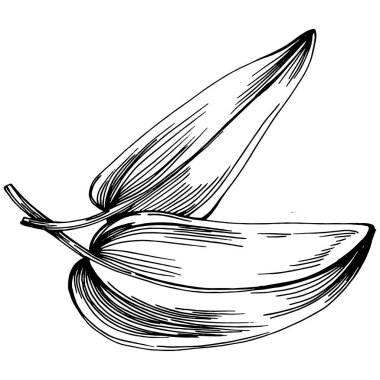 Adaçayı taşıyıcı bitkiyi yapraklarla izole etti. Bitki oymalı stil illüstrasyon. Detaylı organik ürün çizimi. Tasarım logosu, menü, etiket, simge, pul için en iyisi..