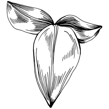 Adaçayı taşıyıcı bitkiyi yapraklarla izole etti. Bitki oymalı stil illüstrasyon. Detaylı organik ürün çizimi. Tasarım logosu, menü, etiket, simge, pul için en iyisi..