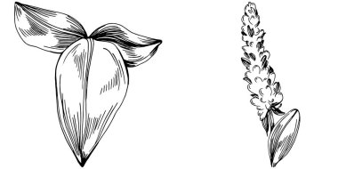 Adaçayı taşıyıcı bitkiyi yapraklarla izole etti. Bitki oymalı stil illüstrasyon. Detaylı organik ürün çizimi. Tasarım logosu, menü, etiket, simge, pul için en iyisi..