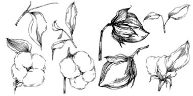 Pamuk çiçeği. Çiçekli botanik çiçeği. İzole illüstrasyon elementi. Arkaplan, doku, ambalaj deseni, çerçeve veya kenar çizimi için vektör el.