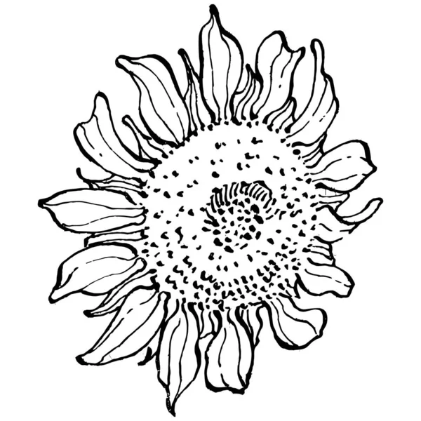 Sonnenblume Florale Botanische Blume Isoliertes Illustrationselement Vektor Handzeichnung Wildflower Für — Stockvektor