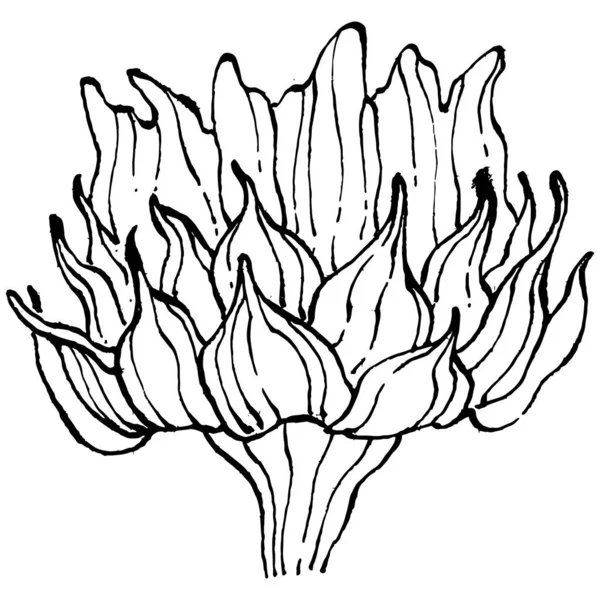 Girasol Flor Botánica Floral Elemento Ilustración Aislado Dibujo Mano Vectorial — Archivo Imágenes Vectoriales