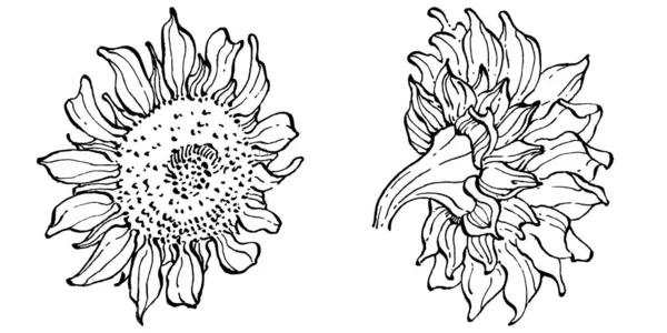Girassol Floral Flor Botânica Isolado Elemento Ilustração Vector Mão Desenho — Vetor de Stock