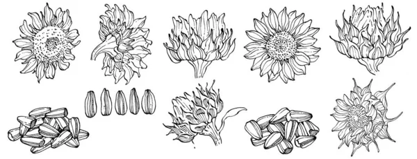 Slunečnicový Květinová Botanická Květina Izolovaný Ilustrační Prvek Vektorové Ruční Kreslení — Stockový vektor