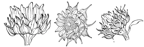 Ηλίανθος Φυτικό Βοτανικό Λουλούδι Μεμονωμένο Στοιχείο Απεικόνισης Διάνυσμα Χέρι Σχέδιο — Διανυσματικό Αρχείο