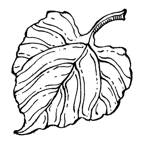 Tournesol Fleur Botanique Florale Élément Illustration Isolé Dessin Vectoriel Main — Image vectorielle