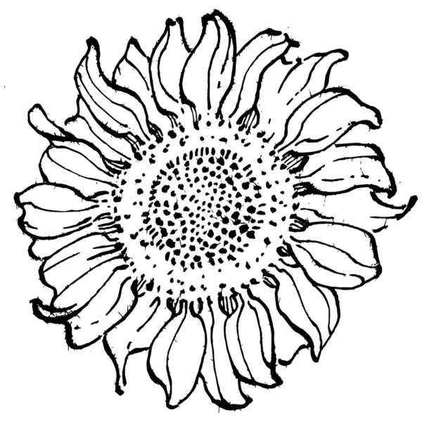 Zonnebloem Bloemen Botanische Bloem Geïsoleerd Illustratie Element Vector Hand Tekening — Stockvector