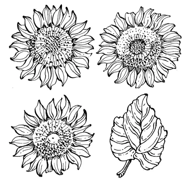 Girassol Floral Flor Botânica Isolado Elemento Ilustração Vector Mão Desenho — Vetor de Stock