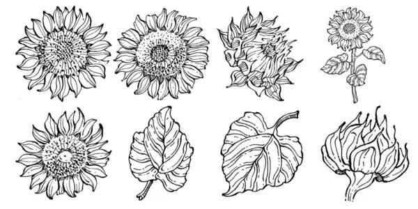 Girasol Flor Botánica Floral Elemento Ilustración Aislado Dibujo Mano Vectorial — Archivo Imágenes Vectoriales