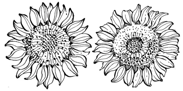 Ayçiçeği. Çiçekli botanik çiçeği. İzole illüstrasyon elementi. Arkaplan, doku, ambalaj deseni, çerçeve veya kenar çizimi için vektör el.
