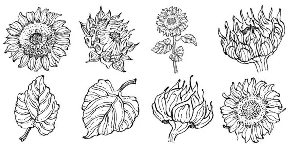 Zonnebloem Bloemen Botanische Bloem Geïsoleerd Illustratie Element Vector Hand Tekening — Stockvector