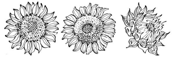 Tournesol Fleur Botanique Florale Élément Illustration Isolé Dessin Vectoriel Main — Image vectorielle