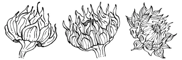 ひまわり 花の植物の花 孤立したイラスト要素 テクスチャ ラッパーパターン フレームまたは境界線のためのベクトル手描きの野花 — ストックベクタ