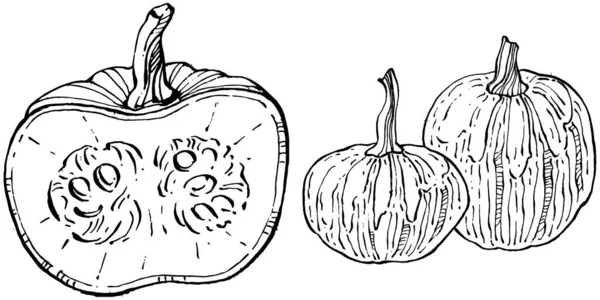 Schizzo Vettoriale Zucca Disegnato Mano Oggetto Isolato Con Illustrazione Stile — Vettoriale Stock