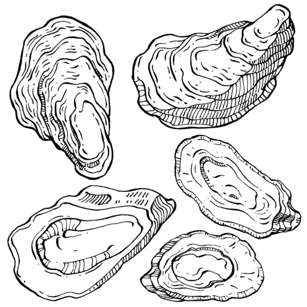 Вектор Устриц Гравировкой Стиль Иллюстрации Логотипа Эмблемы Дизайна Меню Морепродуктов — стоковый вектор