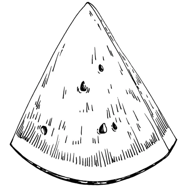 Desenho Vetorial Esboço Melancia Baga Desenhada Mão Isolada Fundo Branco —  Vetores de Stock