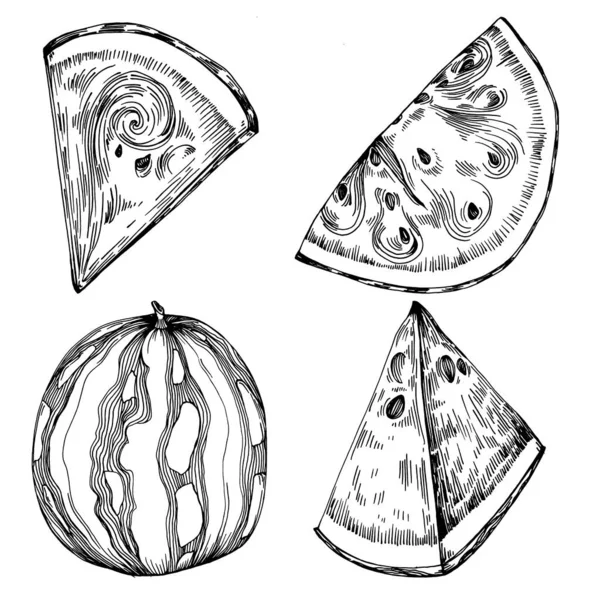 Karpuz çizimi vektör çizimi. İzole edilmiş el resmi beyaz arka planda. Yaz meyvesi oymalı tasvir. Yiyecek ambalajı için dekorasyon.