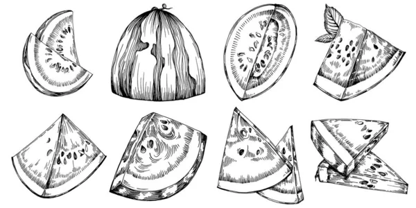 西瓜素描矢量绘图 白色背景上的孤立的手绘浆果 夏莓雕刻风格图解 食品包装装饰 — 图库矢量图片
