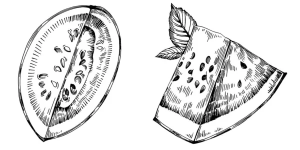 Desenho Vetorial Esboço Melancia Baga Desenhada Mão Isolada Fundo Branco —  Vetores de Stock