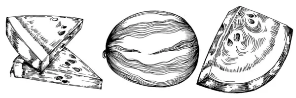 Векторный Рисунок Арбуза Изолированная Ручная Работа Белом Фоне Иллюстрация Стиле — стоковый вектор