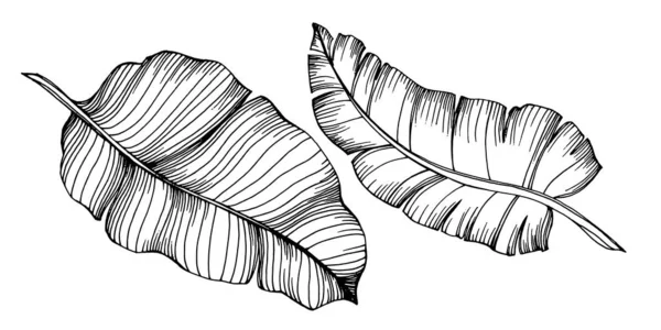 Vecteur Été Hawaïen Tropical Exotique Palm Plage Arbre Jungle Feuilles — Image vectorielle