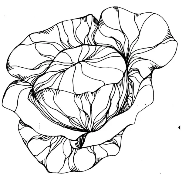 キャベツ手描きスケッチベクトルイラスト 分離された野菜の彫刻スタイルオブジェクト デザインロゴ メニュー ラベル アイコン スタンプに最適です ヴィンテージスタイル — ストックベクタ