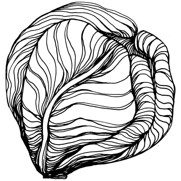 Λάχανο Χέρι Σχέδιο Σκίτσο Διανυσματική Απεικόνιση Μεμονωμένο Φυτικό Χαραγμένο Αντικείμενο — Διανυσματικό Αρχείο