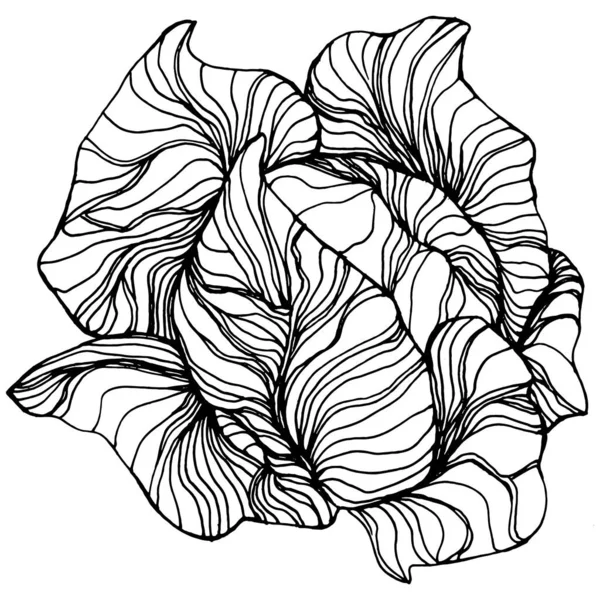 Zelná Ruka Kreslí Vektorovou Ilustraci Izolovaný Objekt Zeleninového Rytého Stylu — Stockový vektor