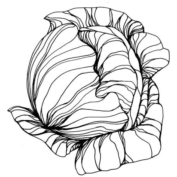 Schéma Dessin Main Chou Illustration Vectorielle Objet Végétal Isolé Style — Image vectorielle