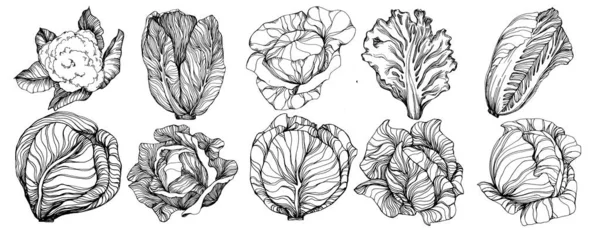 Illustrazione Vettoriale Disegno Mano Cavolo Oggetto Stile Vegetale Inciso Isolato — Vettoriale Stock