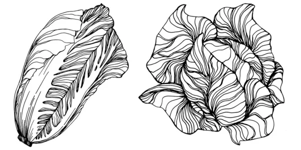 Repolho Mão Desenho Esboço Vetor Ilustração Isolado Vegetal Gravado Objeto —  Vetores de Stock