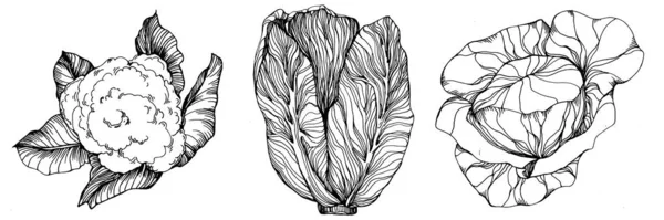Λάχανο Χέρι Σχέδιο Σκίτσο Διανυσματική Απεικόνιση Μεμονωμένο Φυτικό Χαραγμένο Αντικείμενο — Διανυσματικό Αρχείο