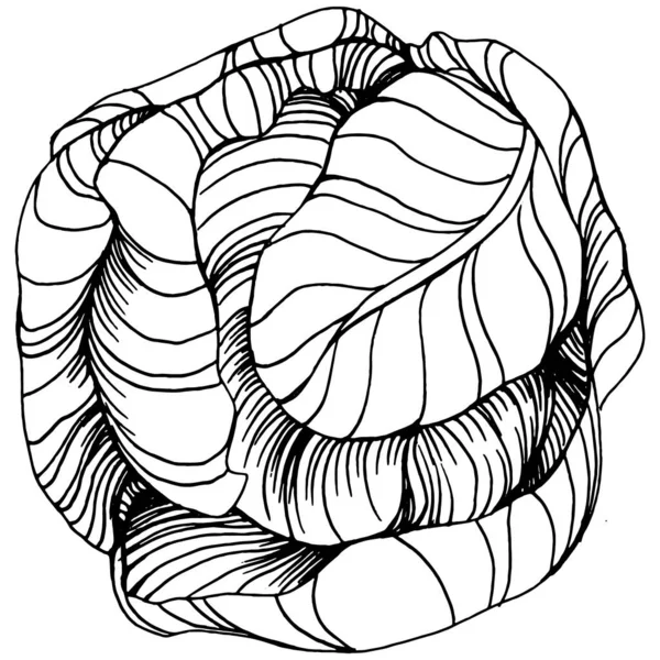 Schéma Dessin Main Chou Illustration Vectorielle Objet Végétal Isolé Style — Image vectorielle